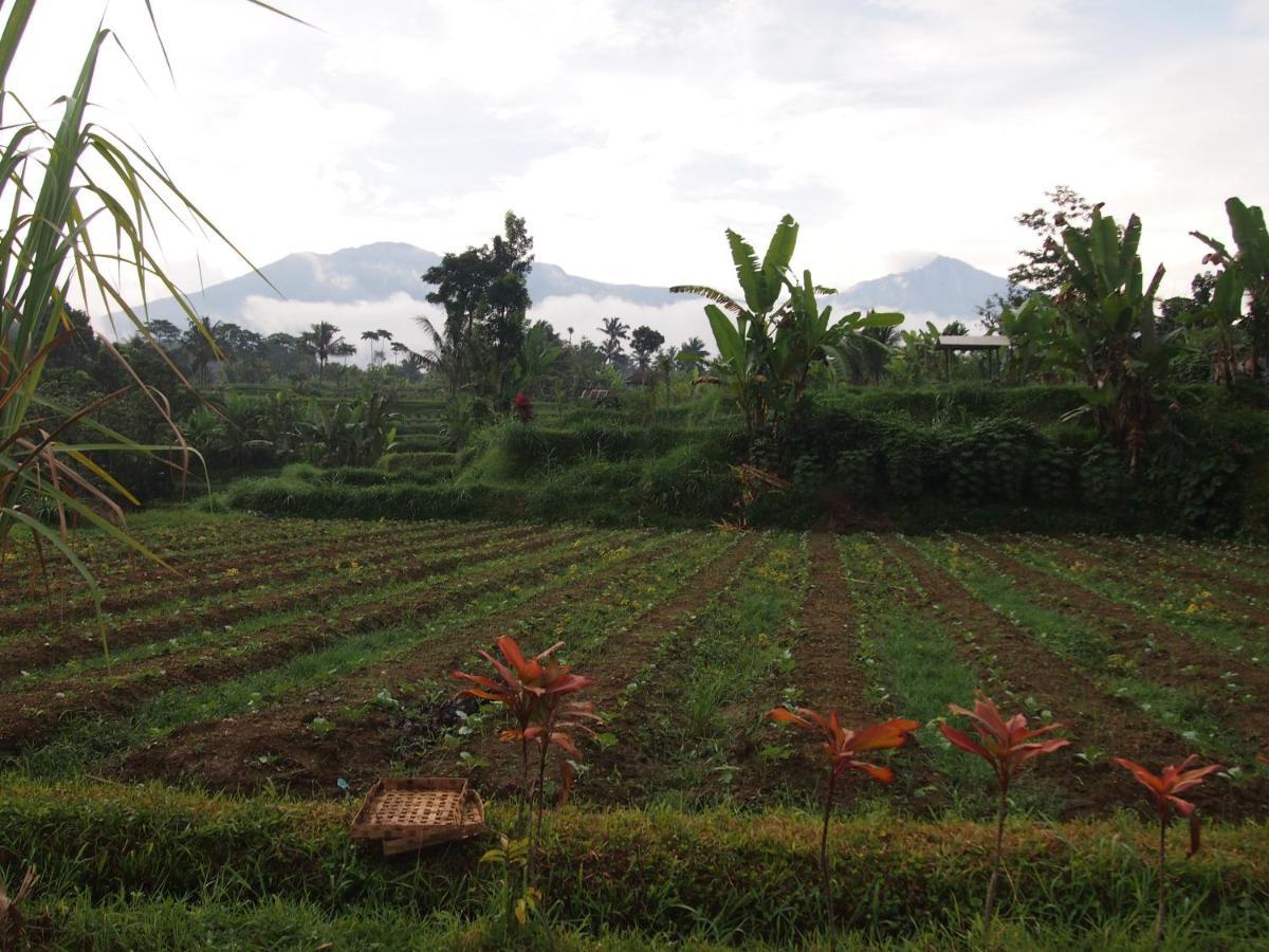 Tetebatu Mountain View Homestay Eksteriør bilde